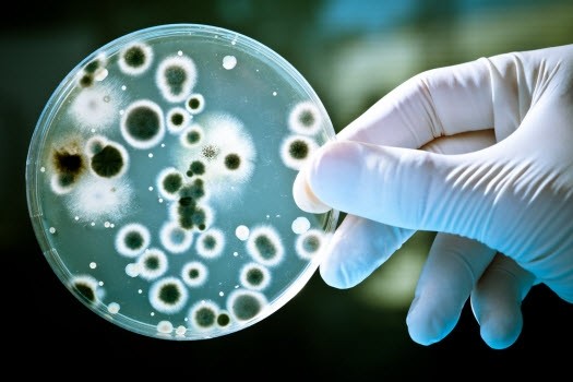 Coliform là gì? Vi khuẩn Coliform Gây Hại Như Thế Nào?